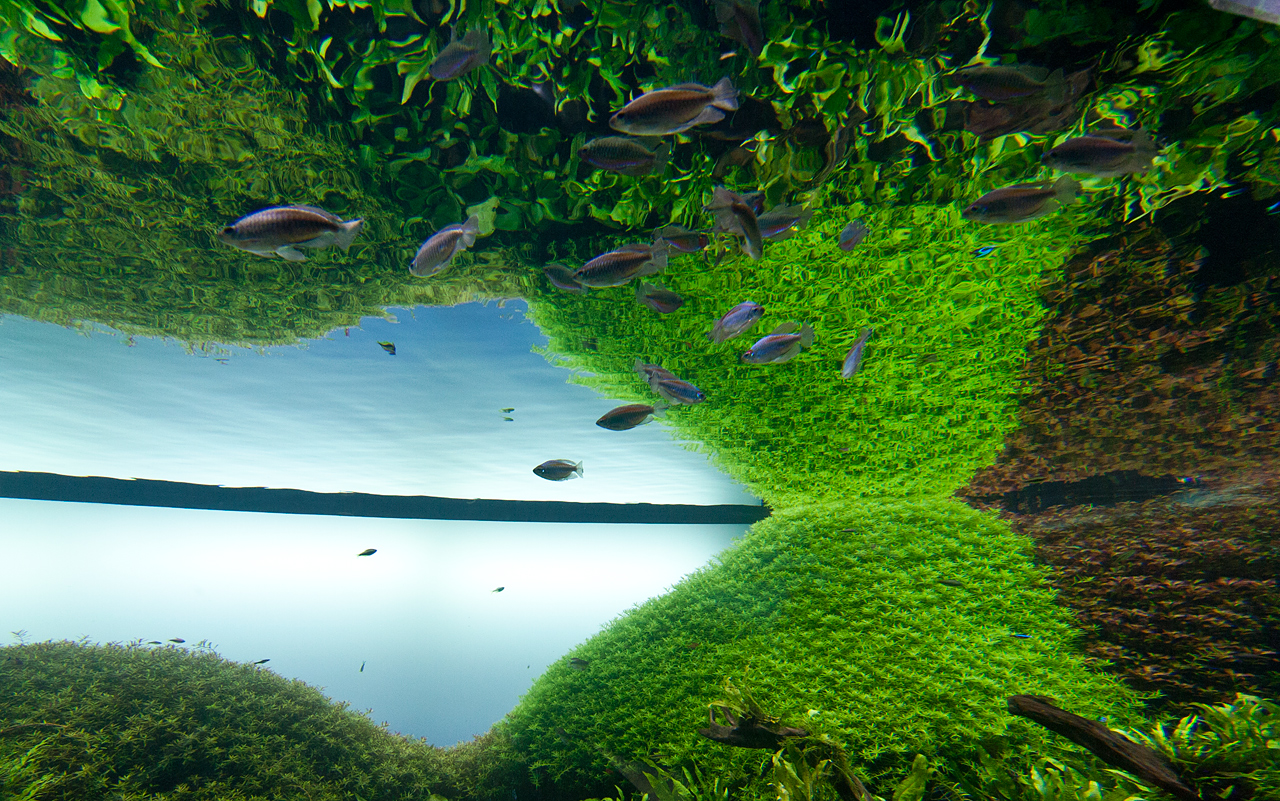 Forests Underwater - wystawa czasowa w oceanarium.