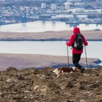Tak się na Islandii wyprowadza psy na spacer.