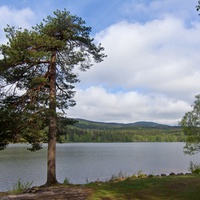 Drzewa na brzegu jeziora.