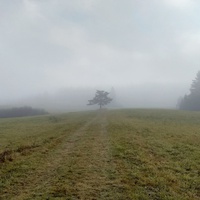 Poranne mgły i charakterystyczne drzewo nad Mochnaczką.