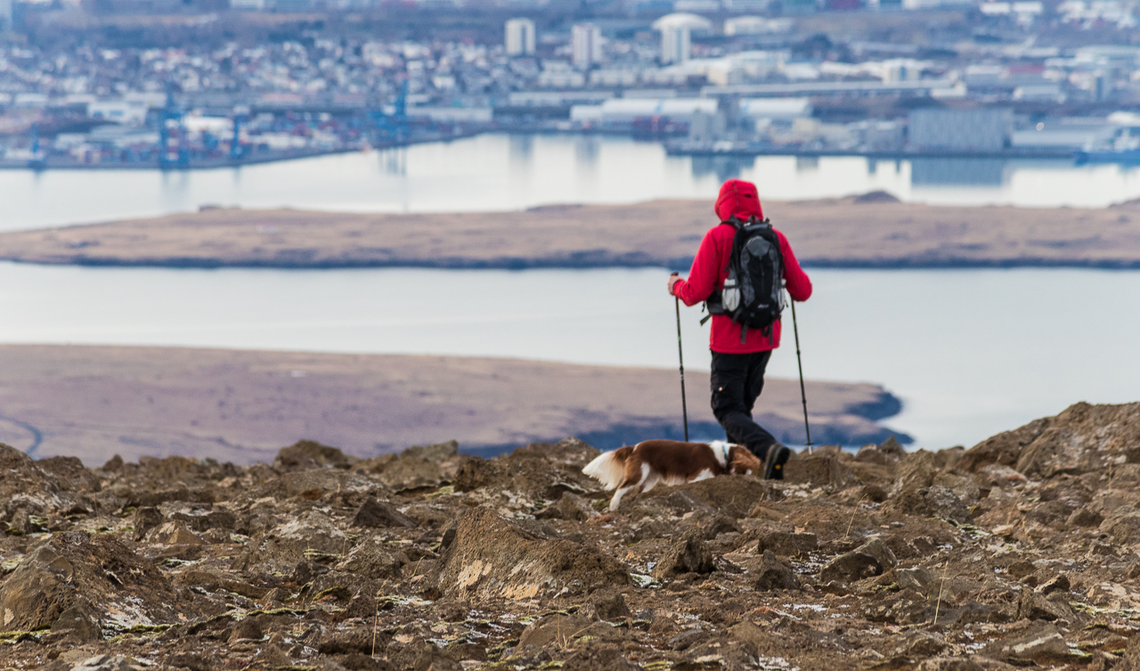 Tak się na Islandii wyprowadza psy na spacer.